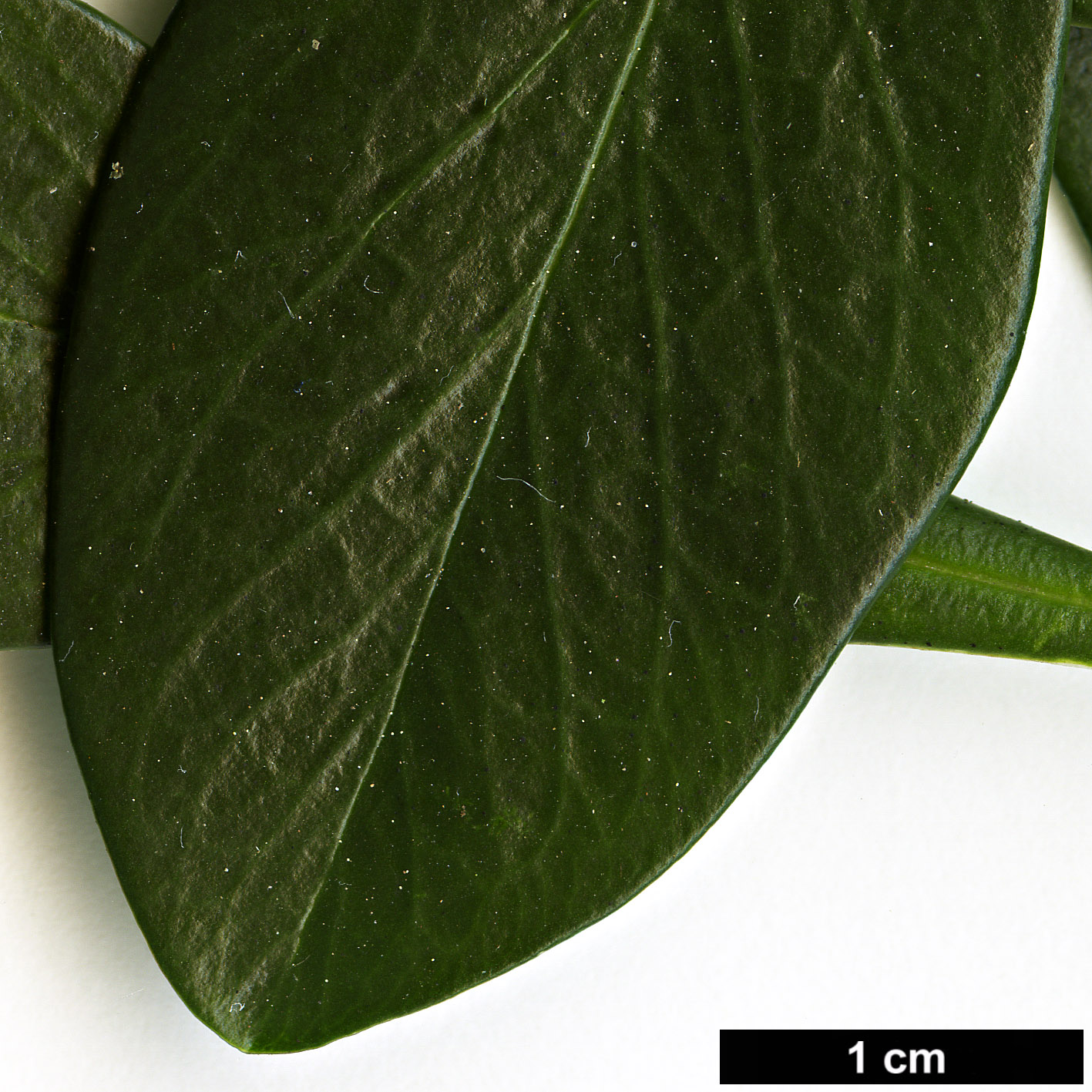 High resolution image: Family: Thymelaeaceae - Genus: Daphne - Taxon: laureola - SpeciesSub: subsp. philippi